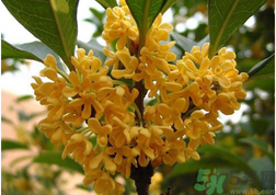 新鮮桂花怎么吃?新鮮桂花的食用方法 新鮮桂花怎么吃?新鮮桂花的食用方法