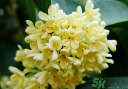 剛摘的桂花有蟲怎么辦？干桂花長蟲怎么辦？