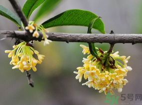 剛摘的桂花有蟲怎么辦？干桂花長蟲怎么辦？