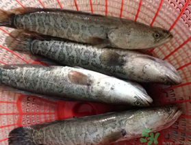 黑魚死了還能吃嗎？死黑魚能吃嗎？