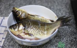 鯽魚死了還能吃嗎？死鯽魚能吃嗎？