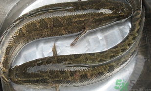 黑魚怎么洗掉身上的粘液?黑魚怎么洗才干凈? 黑魚怎么洗掉身上的粘液?黑魚怎么洗才干凈?