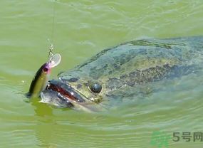 路亞釣黑魚用什么假餌?路亞釣黑魚用什么餌? 路亞釣黑魚用什么假餌?路亞釣黑魚用什么餌?