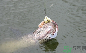 路亞釣黑魚用什么假餌?路亞釣黑魚用什么餌? 路亞釣黑魚用什么假餌?路亞釣黑魚用什么餌?