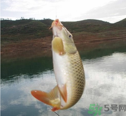 夜釣鯉魚用什么餌料？秋天夜釣鯉魚用什么餌料？