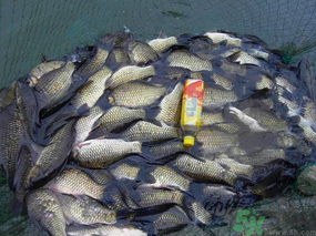 秋天夜釣鯽魚用什么餌料？秋天夜釣鯽魚餌料配方
