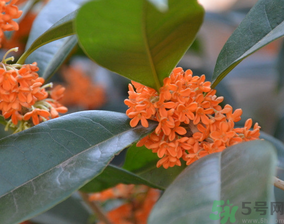 桂花可以做什么食物？桂花可以做什么吃的？