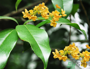  桂花什么季節開花？桂花什么時候開花？