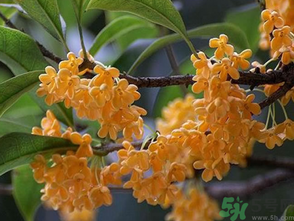  桂花什么季節開花？桂花什么時候開花？