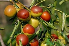 冬棗能泡茶喝嗎？泡茶喝用干冬棗好還是新鮮冬棗好？