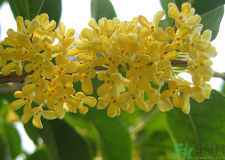 桂花和菊花可以一起泡茶嗎？桂花可以和能一起喝嗎？