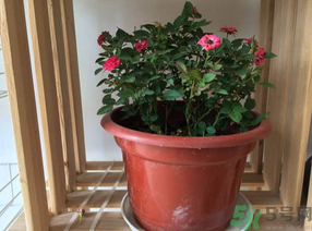 月季花可以放在室內(nèi)嗎？月季花放在室內(nèi)好嗎？