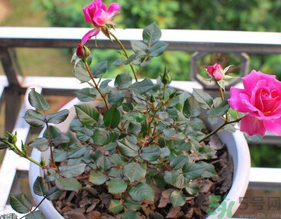 月季花可以放在室內嗎？月季花放在室內好嗎？