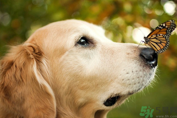 狂犬病的潛伏期最長多長？狗咬了會得狂犬病嗎？