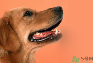 狂犬病的潛伏期最長多長？狗咬了會得狂犬病嗎？