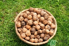 膽結石能吃核桃嗎?吃核桃能治膽結石嗎? 膽結石能吃核桃嗎?吃核桃能治膽結石嗎?
