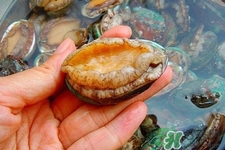 吃鮑魚要注意些什么？吃鮑魚會(huì)過敏嗎？
