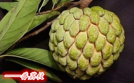 番荔枝和釋迦果的區別 番荔枝的正確吃法