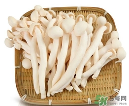 真姬菇的營養價值 真姬菇的功效與作用