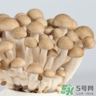 真姬菇的營養價值 真姬菇的功效與作用