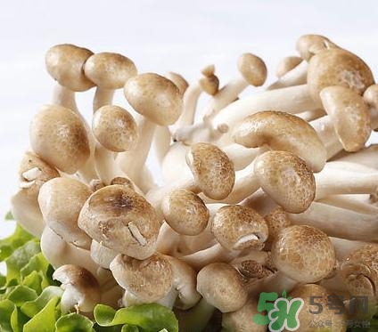真姬菇的營養價值 真姬菇的功效與作用