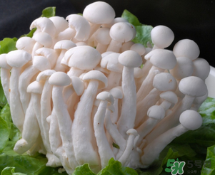 白玉菇孕婦能吃嗎？孕婦可以吃白玉菇嗎？