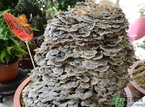 云芝和靈芝的區別 云芝的功效與作用
