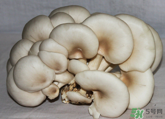 平菇怎么保存？平菇能放幾天？