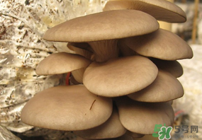 吃平菇會中毒嗎？平菇吃了會中毒嗎？