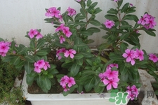 冬天種什么花好？冬天種什么花好養活？