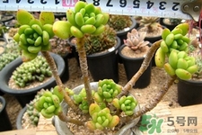 冬天種什么花好？冬天種什么花好養活？