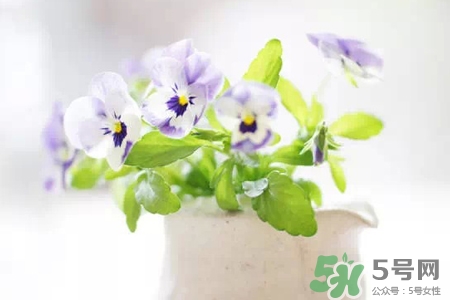 冬天種什么花好？冬天種什么花好養活？