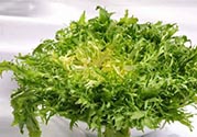 苦菊可以減肥嗎？苦菊怎么吃可以減肥？