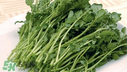 豆瓣菜是西洋菜嗎?豆瓣菜和西洋菜有什么區別