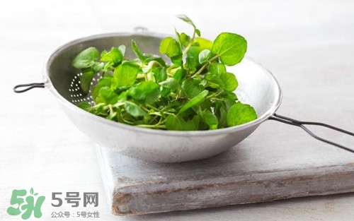 豆瓣菜是西洋菜嗎?豆瓣菜和西洋菜有什么區別
