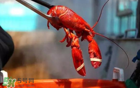 冬天有小龍蝦嗎？冬天吃小龍蝦好嗎？