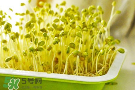 冬天可以發豆芽嗎？冬天怎樣發黃豆芽？
