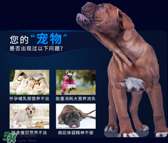 狗狗營養膏一天吃幾次？狗狗營養膏一天喂多少？