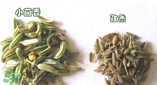 小茴香是孜然嗎？小茴香和孜然的區別