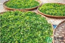 口含茶葉能治口臭嗎？口含茶葉有什么作用？