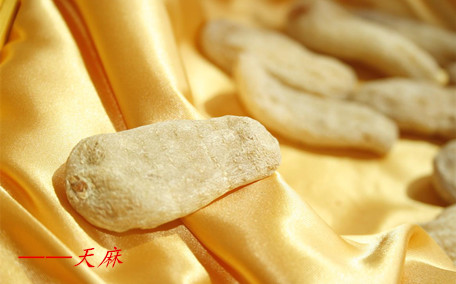 天麻越大藥效越好嗎 天麻怎么分辨真假好壞