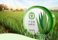 雅麗潔蘆薈膠多少錢？雅麗潔蘆薈膠好不好？