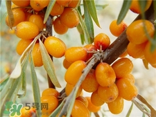 沙棘的營養價值 沙棘的功效與作用