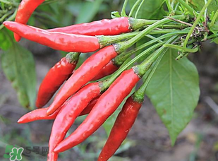 辣椒變紅能吃嗎？辣椒為什么會變紅？