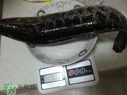 一斤魚可以做多少魚丸？一斤魚可以做幾個(gè)魚丸？