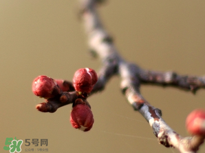 六九是幾號(hào)？2017年六九是哪天？