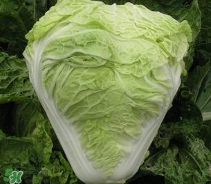 白菜葉子上的小黑點是什么？白菜葉子上有黑點能吃嗎？