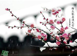 梅花可以放臥室嗎？梅花放在臥室風水好嗎？
