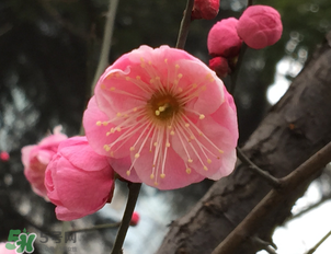 梅花可以放臥室嗎？梅花放在臥室風水好嗎？