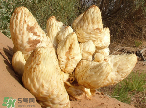 鎖陽和肉蓯蓉一起泡酒可以嗎？肉蓯蓉和鎖陽的區別